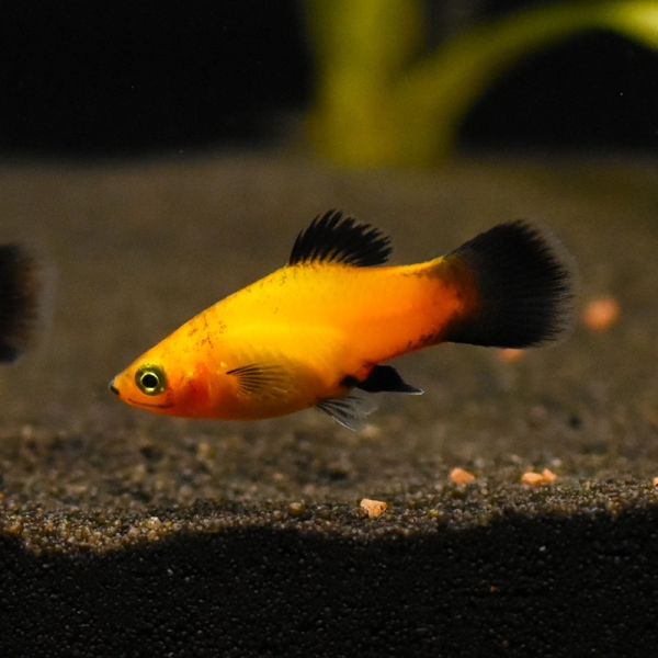 Platy Sunset-wagtail, Xiphophorus maculatus var. sunset-wagtail